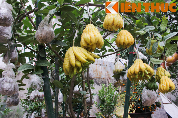 Cây phật thủ cảnh hầu hết được nhà vườn từ Đắc Sở (Hoài Đức) mang về Hà Nội bán dịp Tết. Giá mỗi chậu phật thủ dao động từ 1- 7 triệu đồng. Theo anh Minh (chủ cửa hàng cây cảnh trên đường Hoàng Hoa Thám): "Những chậu có nhiều quả phật thủ, quả vàng, bóng, đều ngón, trọng lượng quả từ 1,3 - 1,4kg có giá từ 5-7 triệu đồng, có những chậu từ 10 triệu đồng thường là quả to, từ 1,6 - 1,9kg".