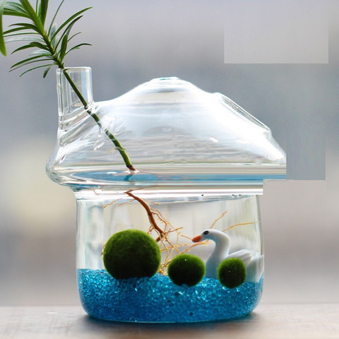 Chậu thủy sinh Marimo - một loại bóng rong biển lạ mắt. Mỗi chậu cảnh này có giá từ 200.000 đồng. Ngoài hình dáng dễ thương, lạ mắt hút khách, loại tảo này không cầu kỳ chăm sóc và thích hợp sống điều kiện trong nhà