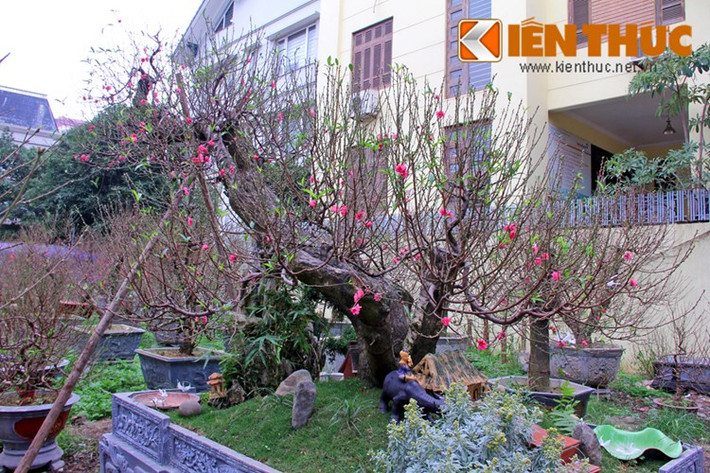 Khi chọn đào thế, những cây có gốc, thân cứng cáp, có thêm rêu mốc xù xì hoặc nấm thường có giá đắt đỏ hơn. Tuy nhiên, quan trọng nhất của đào thế là khí - thế toát ra từ dáng cây.