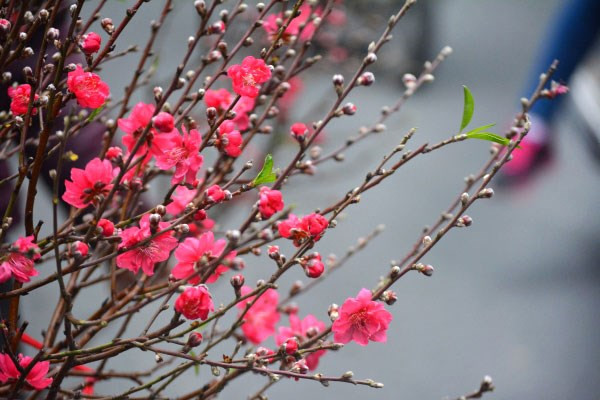 Chọn đào theo không gian nhà là điểm đầu tiên cần chú ý. Theo anh Lâm (một người trồng đào lâu năm tại làng Phú Thượng, Hà Nội): "Đào phai sẽ tạo cảm giác sáng, nhẹ nhàng, do đó, chúng hợp với không gian phòng nhỏ, tường đèn tuýp. Trong khi đó, bích đào, hợp với không gian rộng, thoáng vì màu đỏ ấm của chúng tạo cảm giác ấm cúng. Nếu nhà chật, muốn mua bích đào thì nên chọn cành có tỉ lệ cân đối, cành không quá to".