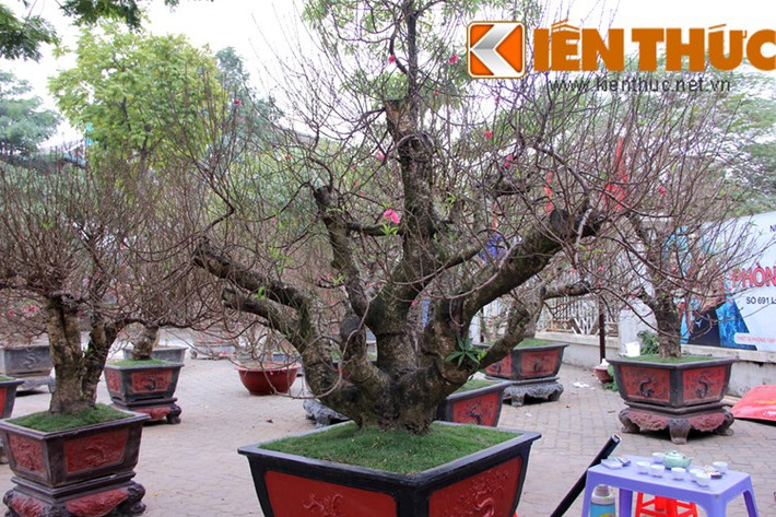 Tùy địa điểm đặt chậu đào thế, có thể cân nhắc chọn dáng đào cho phù hợp. Phòng rộng và cao nên mua cây đào thế to, dáng trực, phòng thấp hợp với đào thế đứng dáng hoành, long giáng.... Nếu đặt ở hiên nhà hoặc sảnh rộng, sân vườn thoáng các dáng cây cao, to có thế ngũ phúc, huynh đệ, phu thê, quần tụ... là gợi ý không tồi.