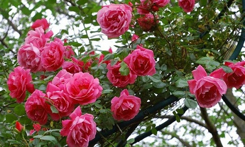 Loài cây này thích hợp trồng ở những nơi thoát được nước tốt, đất pha cát, đất thịt nhẹ, đất phù sa, độ pH từ 6-8.