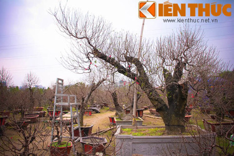 Tại làng đào Nhật Tân (Hà Nội), một chậu đào cảnh cho thuê chơi Tết với giá 80 triệu đồng. Theo chủ vườn cảnh này, sở dĩ giá thuê cao như vậy là vì dáng đào đẹp. Hơn nữa, do kích thước của cây và chậu cảnh lớn nên phải thuê cẩu để vận chuyển. Chỉ tính riêng phí thuê cẩu đã sấp xỉ cả chục triệu đồng.