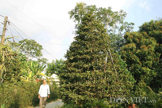 Những cây mai vàng cổ thụ trên 100 năm tuổi tại làng mai Phước Định (xã Bình Hòa Phước, huyện Long Hồ, tỉnh Vĩnh Long) đang chờ bán. Theo những người làm vườn, giá mai cổ thụ chơi Tết có giá từ 100 triệu đến cả tỷ đồng.