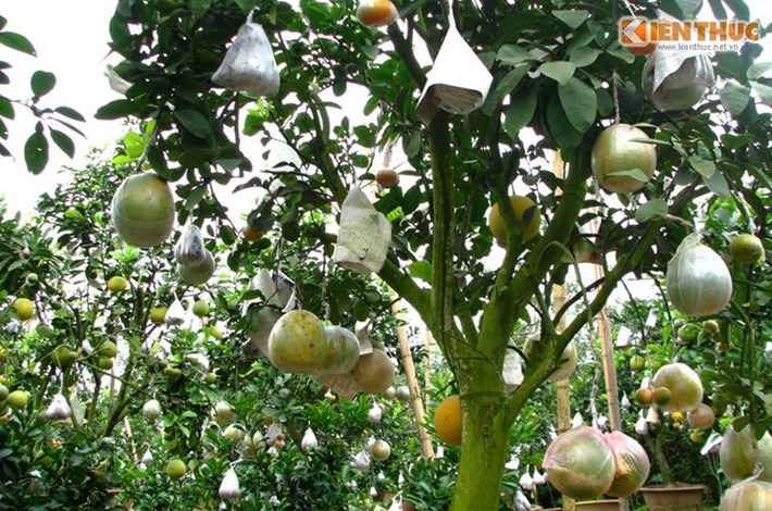 Những cây gồm 7 loại quả, 9 loại quả khác nhau như bưởi, phật thủ, cam... đã được nhà vườn tại Thanh Oai, Hà Nội đã sẵn sàng bung hàng Tết. Theo chủ vườn cây, mỗi loại quả ghép vào cây chủ tùy từng thời điểm khác nhau, vì mỗi loại có một thời gian chín khác nhau, nếu tính toán không đúng loại quả nào chính sớm sẽ bị rụng trước thời điểm chơi tết.