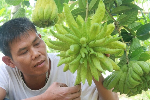 Vườn phật thủ của gia đình anh Nguyễn Chí Tuân (Hoài Đức, Hà Nội) năm nay có nhiều loại độc lạ. Trong đó, quả phật thủ đặc biệt nhất được khách trả giá 12- 13 triệu đồng song anh không bán. Ảnh: Zing.
