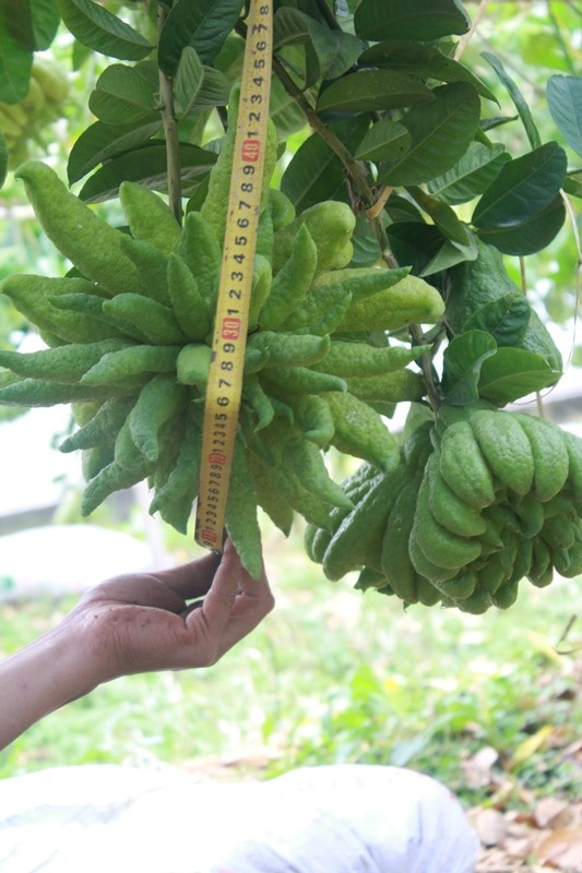 Quả phật thủ có đường kính hơn 40 cm màu xanh đậm, các ngón tay dài, múp, sắp xếp đẹp mắt.