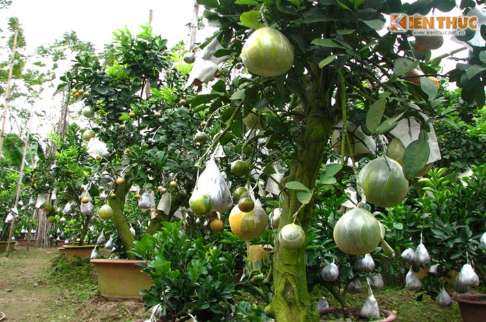 Giá mỗi chậu cảnh ngũ quả, cửu quả dao động từ 12 - 20 triệu đồng.