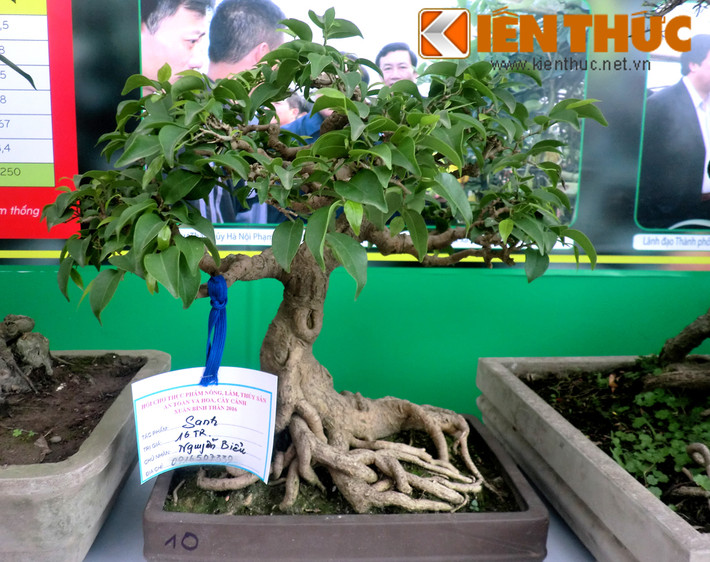 Hình ảnh một chậu sanh thế giá 16 triệu đồng của nghệ nhân Nguyễn Biểu.