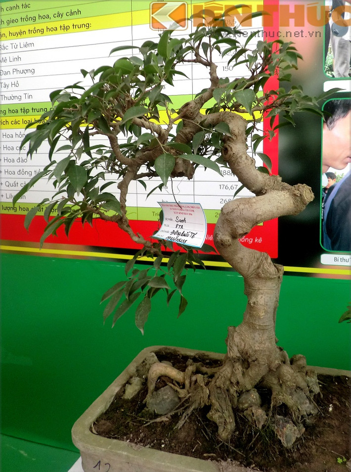 8 triệu đồng là số tiền khách hàng cần bỏ ra để sở hữu cây sanh thế đẹp mắt này.