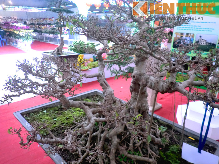 Cũng theo vị khách này, cây sanh được ưa chuộng vì nhiều người quan niệm rằng có cây sanh trong nhà, sự nghiệp làm ăn của gia chủ sẽ sanh sôi, nảy nở, mang tài lộc về nhà.