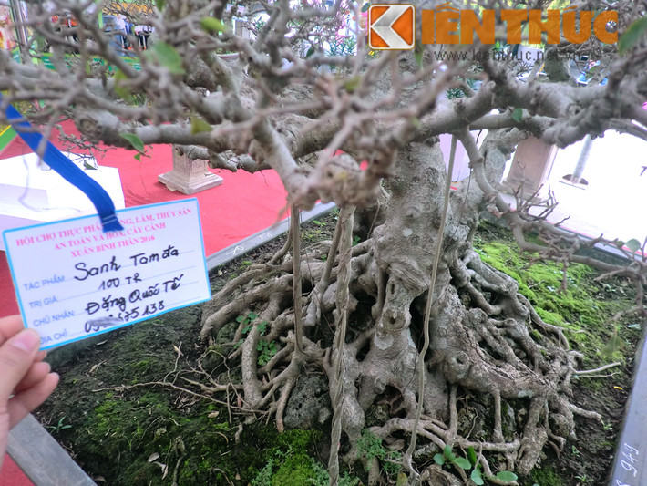 Theo nghệ nhân này, cây sanh tam đa độc lạ trị giá 100 triệu đồng. Đối với giới chơi cây cảnh nghệ thuật, thế tam đa khá quen thuộc, còn gọi là tam tài, tam giáo hay là thiên, địa, nhân.