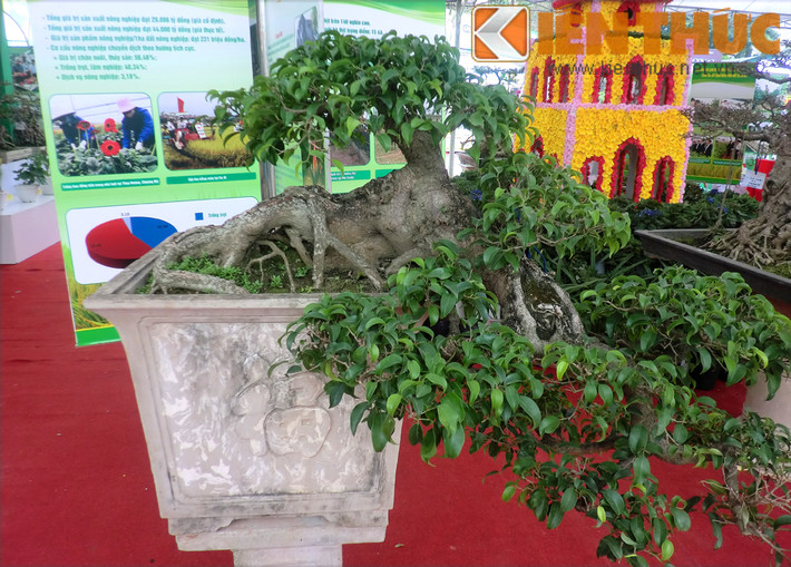 Là loại cây "dễ tính", sanh thích hợp trồng ở nhiều loại đất và có thể bám trên đá để sống. Chúng không chỉ mang lại sự thoải mái, tươi mát cho không gian sống mà còn có ý nghĩa phong thủy riêng.