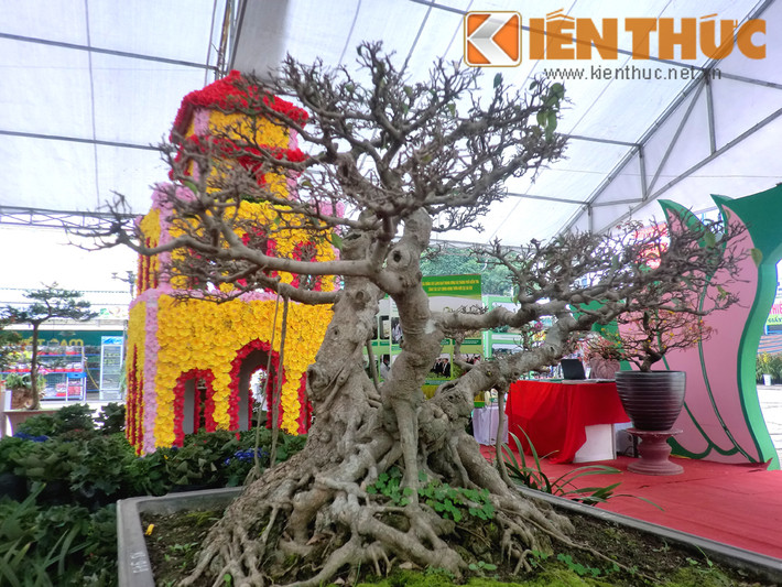 Chú Huynh (một người đi ngắm cây cảnh tại hội chợ) vui vẻ chia sẻ: "Thế tam đa với các tán tròn, đẹp thường được quan niệm tượng trưng cho sự vĩnh cửu, sung túc, hạnh phúc, giàu sang và sống lâu. Trong giới chơi cây, thế này rất được ưa thích". Hình ảnh dáng cây sanh trăm triệu khá cân đối và đẹp mắt.