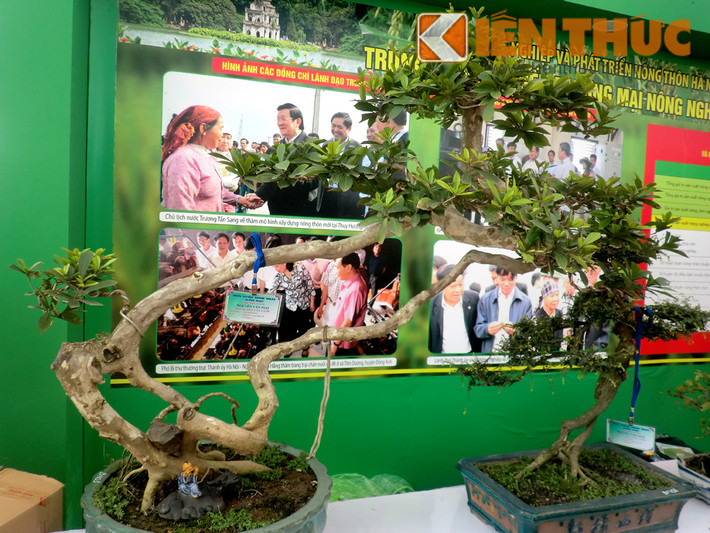 Anh Hoàng Minh (một người chơi cây cảnh lâu năm ở Hoàng Hoa Thám, Hà Nội) chia sẻ: "Nhiều người thoạt nhìn có thể nhầm cây sanh và cây si nhưng chúng hoàn toàn khác nhau. Dù đặc tính khá giống nhau, song có người thích chơi sanh hơn cây si vì lá si hơi to nên thích hợp làm cây cảnh cỡ trung hoặc đại. Ít thích hợp cho cây nhỏ để trên bàn như cây sanh. Để bán được với giá vài triệu đồng, cây sanh phải có ít nhất 5 năm tuổi".