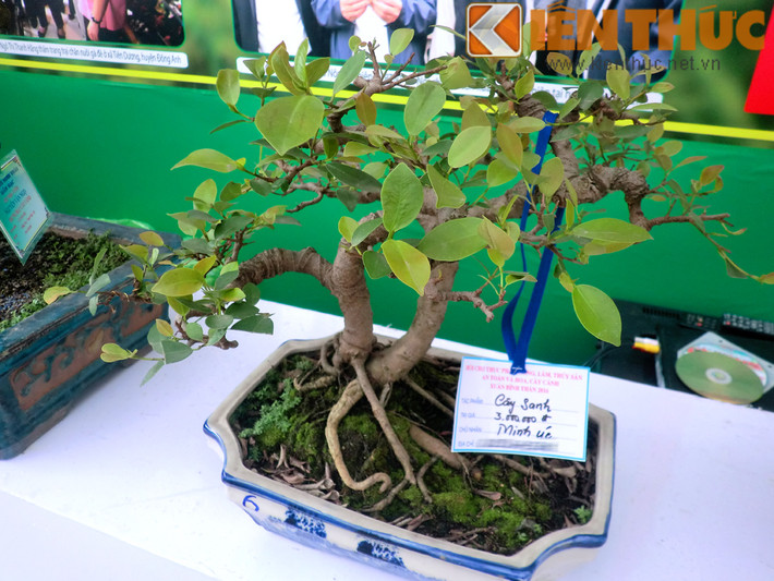 Bên cạnh chậu sanh thế có giá "khủng", hội chợ cũng quy tụ nhiều cây cảnh có giá trị từ 3 - 10 triệu đồng. Hình ảnh một chậu sanh nhỏ nhắn trị giá 3 triệu đồng.