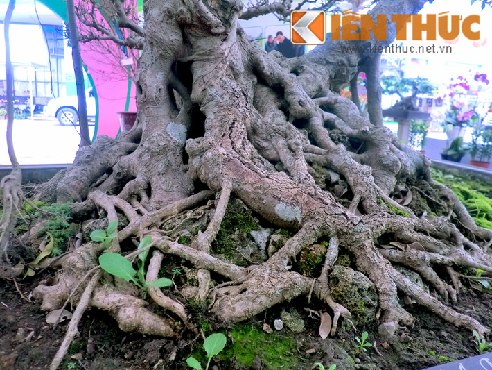 Gốc thân cây sanh thế khá to, bộ rễ cổ quái, ba tán đều tròn đều và đẹp. Theo những người chơi cây cảnh, ngoài thế đẹp, những gốc sanh càng có tuổi đời lâu năm, đạt các chuẩn “cổ -kỳ - mỹ” càng giá trị. Thậm chí có những cây giá cả tỷ đồng.