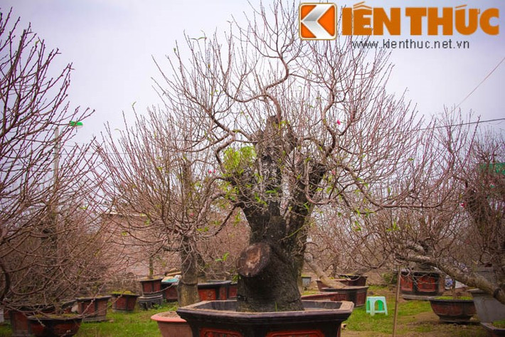 Ít nhất từ 10 triệu đồng, nhiều nhất cho đến cả trăm triệu đồng, đây là số tiền để đại gia Hà Thành bỏ ra để thuê đào chơi Tết. Trong đó, những gốc đào thất thốn, bạch đào hoặc những gốc đào quái thế tuy có giá "cắt cổ" nhưng vẫn được thuê chơi Tết vài ngày.