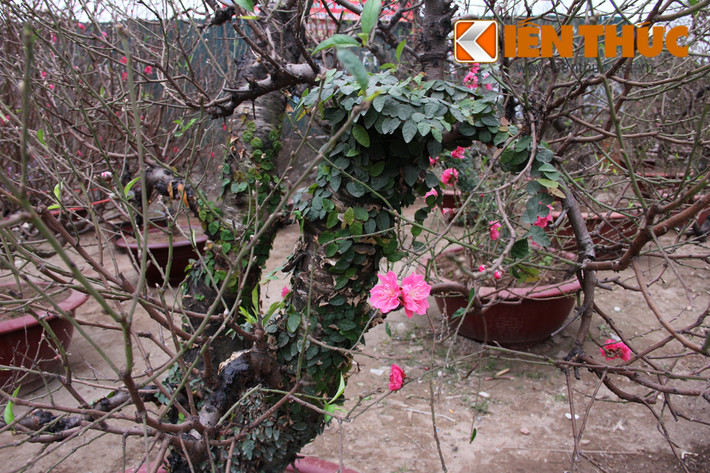 Cây có thêm các loại dây bám, nấm mốc, vỏ xù xì càng được giá.