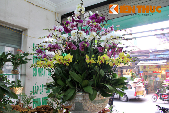 Không chỉ đẹp, đắt tiền, người chơi lan ngày Tết cũng cần chú ý để chăm sóc hoa được bền lâu, tươi tốt. Chị Thu (một nhân viên bán hàng hoa tại Hà Nội) chia sẻ: "Vào mùa đông, khoảng 5-7 ngày nên tưới hoa 1 lần, mùa hè thì thường xuyên hơn, 3-4 ngày tưới 1 lần. Khi tưới cần chú ý, dùng bình phun vào gốc cây, không tưới nước lên hoa hoặc để chậu cây ở nơi quá nắng".