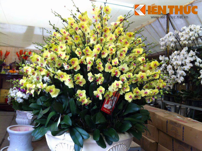 Chơi hoa lan dịp Tết đã trở thành sở thích của không ít người, thậm chí, khách đại gia sẵn sàng bỏ hàng chục đến cả trăm triệu để sở hữu một chậu lan cảnh đẹp, độc lạ và sang chảnh. Nắm bắt nhu cầu của khách hàng có tiền, chịu chơi, một công ty cây cảnh tại Quảng Bá (Tây Hồ, Hà Nội) tung hàng loạt chậu lan hồ điệp đẹp khó rời mắt, đi kèm đó là mức giá từ 60 - 90 triệu đồng cho mỗi chậu (tùy loại lan và số lượng cành).