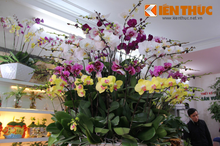 Với mức giá "mềm" hơn, khách có thể chọn những chậu lan hồ điệp từ 30 - 50 cành. Hình ảnh chậu lan hồ điệp có giá gần 30 triệu đồng tại chợ Bưởi (Hà Nội).