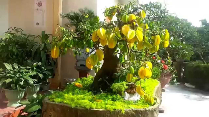 Cây khế không chỉ đơn giản trồng lấy quả như trước đây, trong giới cây cảnh người ta dùng để tao ra những cây có dáng đẹp, những chậu bonsai nghệ thuật. Chúng còn được quan niệm là loại cây mang sung túc, điềm may. Khế cũng được trồng nhiều vì cách nói lái ( nói ngược) thú vị của người dân Nam bộ, khi "khế già" tức là có " khá về
