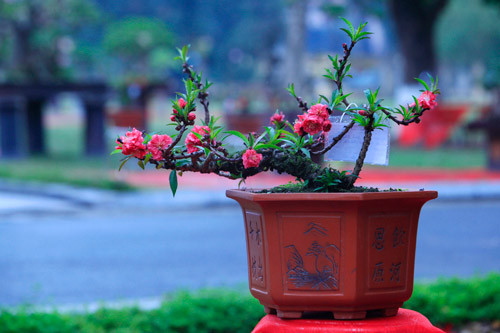 Vào mỗi dịp Tết, những chậu bonsai đào thất thốn chớm nụ được trả giá 10 triệu, thậm chí đến 50 triệu đồng/cây nhưng các nhà vườn vẫn không có để bán. Sở dĩ loại hoa này đắt đỏ vì chúng rất cầu kỳ công chăm sóc và là thú chơi độc đáo. Ảnh: Dân Việt.