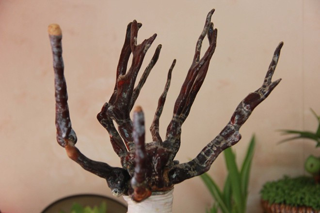 Với nhiều người, việc chọn nấm linh chi bonsai vì hợp mạng, hợp phong thủy. Nấm có mệnh mộc, sắc đỏ nên đặt trong nhà vào năm mới sẽ mang đến cho chủ nhân sự may mắn, trường tồn.