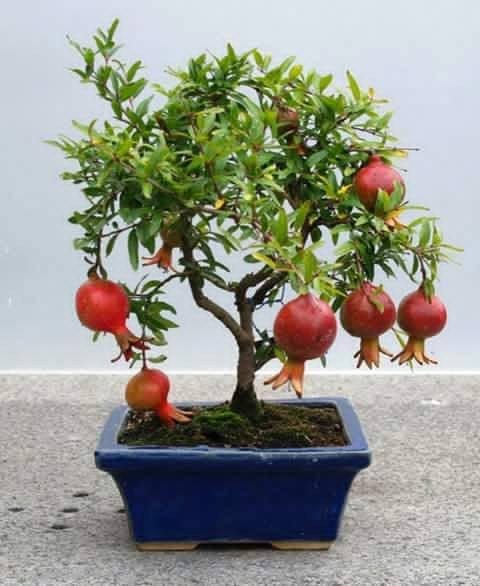 Trong phong thủy, cây thạch lựu trồng ở trước nhà được cho rằng sẽ mang điều may mắn và tốt lành đến cho gia chủ. Mỗi chậu bonsai lựu có giá từ vài triệu đến cả chục triệu đồng vì thế rất đắt khách.