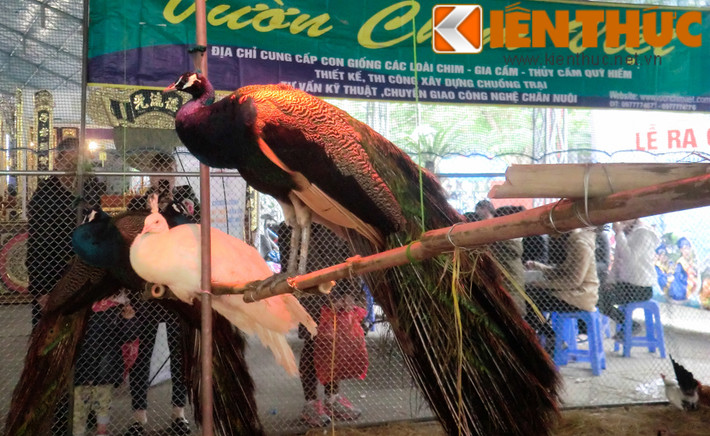 Ngoài chim công xanh phổ biến, loại quý hiếm nhất là chim công trắng.