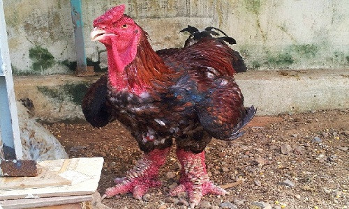 Thông thường, gà Đông Tảo thuần chủng trưởng thành có trọng lượng từ 3,2kg trở lên trong khi đó gà lai chỉ khoảng 2,5 kg.