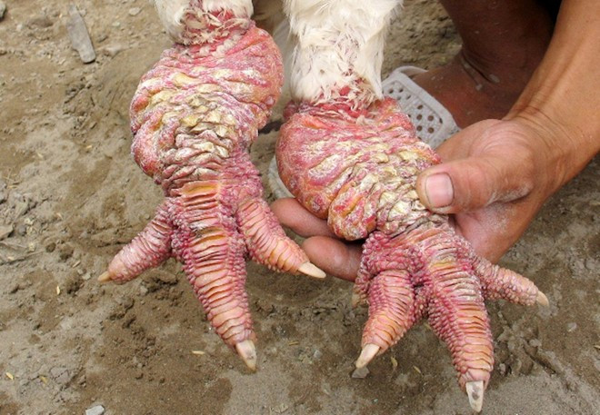 Chân gà thuần chủng to bằng ngón chân cái trở lên, xù xì và có nhiều thịt còn chân gà lai to nhất cũng chỉ bằng ngón tay cái và có ít thịt.