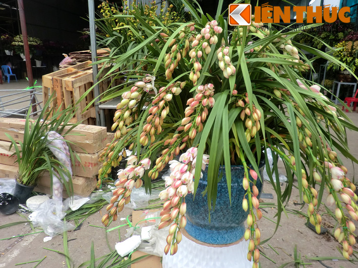 Tùy theo yêu cầu về số lượng cành lan của khách hàng, các chậu địa lan rủ màu hồng trắng sẽ có mức giá khác nhau, mức giá dao động từ 10 triệu đồng. Để cắm được những chậu lan như thế này, nhân viên mất từ 1 tiếng đến vài tiếng đồng hồ. Thông thường, các cửa hàng sẽ huy động từ 2-3 nhân viên để đưa hoa lên chậu.