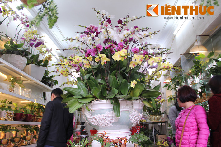 Đắt đỏ không kém, lan hồ điệp được rao bán từ 150.000 - 300.000 đồng/cành (tùy loại và màu khác nhau). Một cửa hàng hoa trên đường Hoàng Hoa Thám (Hà Nội) rao bán chậu lan hồ điệp 80 cành với giá 28 triệu đồng.