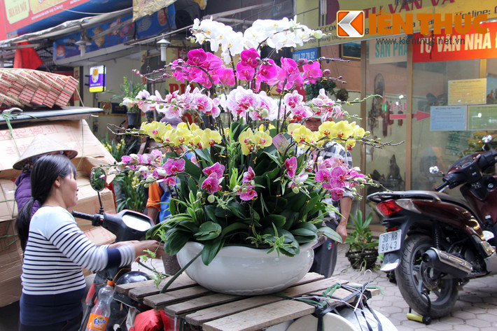 Mặc dù đắt hơn rất nhiều loại hoa, cây cảnh khác song hoa lan luôn được yêu thích mỗi khi Tết đến, xuân về. Hình ảnh một chậu lan có giá 8 triệu đồng đang chuẩn bị được chuyển đến tay khách hàng.