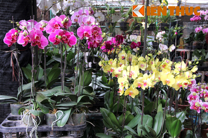 Các chậu lan chỉ có 1-2 cành hoa được rao bán từ 80.000 - 150.000 đồng. Tùy thuộc vào số nụ, số lượng cành, mỗi chậu lan sẽ có giá cao hơn rất nhiều.