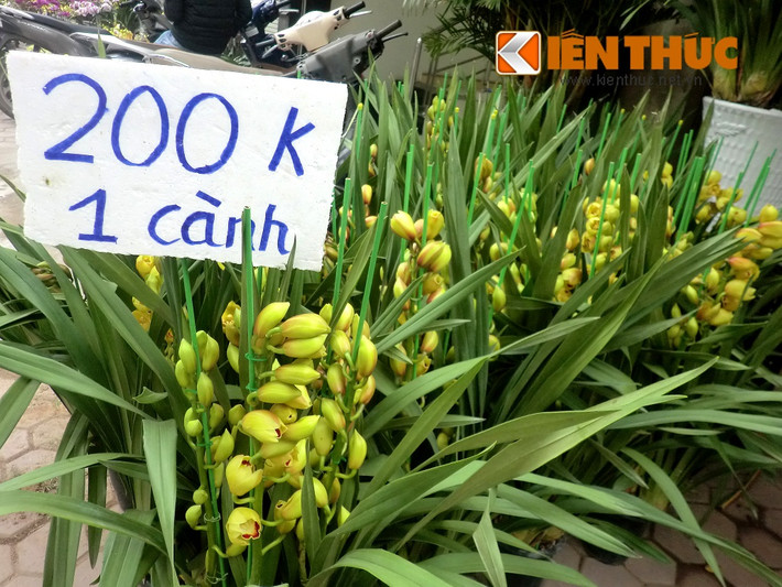 Chị Thu (một nhân viên bán hàng tại cửa hàng hoa trên đường Hoàng Hoa Thám, Hà Nội) cho biết: "Gần sát Tết, giá hoa địa lan sẽ còn tăng cao hơn vì nhà vườn hoặc cửa hàng phải trả thêm lương cho nhân viên, phí vận chuyển hoa cũng đắt đỏ. Một số dòng lan khan hiếm vì bán chạy, đây là lí do khiến việc chơi hoa lan tốn kém và sang chảnh".