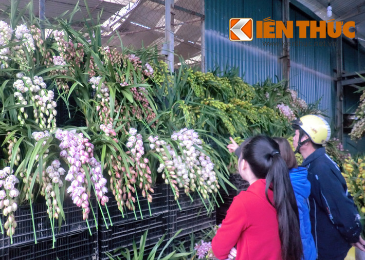 Bên cạnh hoa địa lan rủ màu trắng hồng đắt đỏ, thị trường có nhiều loại địa lan giá "mềm" hơn như địa lan vàng Hoàng hậu, lan cam lửa, lan Đà Lạt xanh có giá từ 200.000 - 600.000 đồng/cành.