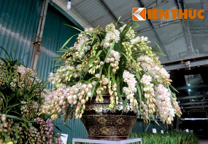 Thị trường hoa lan chơi Tết sôi động với đủ chủng loại và mức giá đắt rẻ khác nhau. Hiện tại, nhiều nhà vườn vẫn tiếp tục chuyển về Hà Nội những loại lan đẹp, màu sắc rực rỡ để phục vụ khách mua như lan hồ điệp, địa lan. Một nhà vườn chuyên bán các loại hoa lan ở Quảng Bá (Hà Nội) đã ra mắt một chậu hoa địa lan rủ màu trắng hồng đẹp mắt.