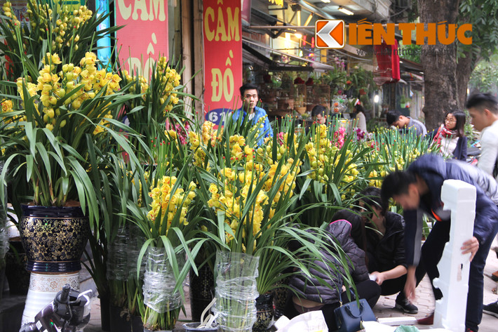 Trung bình trên thị trường, các chậu địa lan được rao bán với mức 4-8 triệu đồng (từ 10 - trên 15 cành hoa).