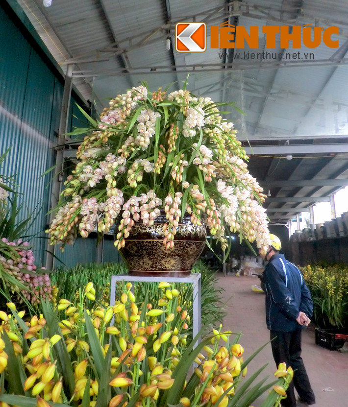 Theo nhân viên bán hàng tại đây cho biết, giá chậu hoa địa lan rủ trắng hồng này là 40 triệu đồng. Mỗi chậu địa lan trắng hồng (từ 3-4 cành hoa) bán lẻ đã có giá đến 2 triệu đồng, cộng thêm tiền chậu nên mức giá của chậu địa lan "khủng" mới cao như vậy. Vừa được nhà vườn mang ra bán, chậu địa lan đã thu hút sự chú ý của không ít khách mua.