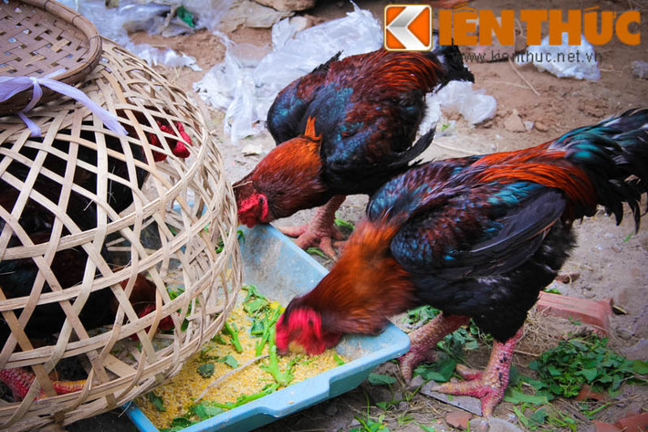 Sở dĩ gà Đông Tảo thuần chủng ngày càng hiếm vì chúng thường đẻ trứng ít hơn gà thường, bộ chân to vụng về khiến gà ấp trứng rất vụng. Nếu để gà đẻ rồi tự ấp, 10 tháng sẽ được khoảng 70 quả. Công chăm sóc, ấp trứng cũng chưa hẳn sẽ thành công tất cả số trứng.