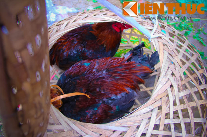Cũng theo tiểu thương này, những loại gà lai Đông Tảo (có con bố là gà Đông Tảo) thì giá chỉ khoảng 250.000 đồng/kg, mỗi con gà 2- 3kg có giá từ 500.000 - 750.000 đồng.