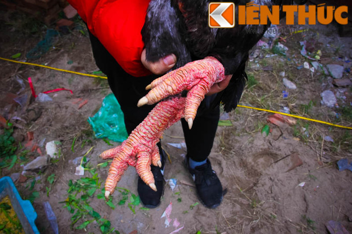 Hình ảnh cặp chân gà trống to sù sì, bao quanh là lớp vảy da sắp xếp không theo hàng, bốn ngón chân xòe ra, chia ngón rõ nét, bàn chân dày, cân đối nên gà bước đi vững chắc.