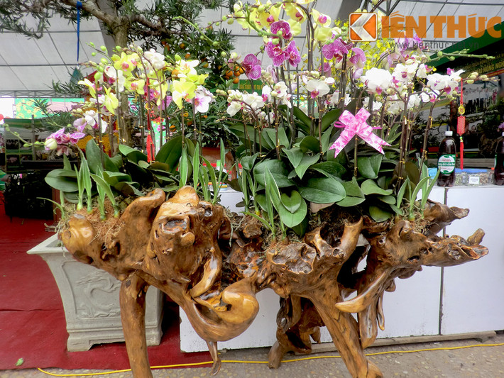 Được trưng bày tại hội chợ thực phẩm nông, lâm, thủy sản an toàn và hoa cây cảnh Xuân Bính Thân 2016 (Hoàng Quốc Việt - Hà Nội), những chậu lan ghép gỗ lũa khiến nhiều khách thăm quan, mua sắm tò mò ngắm nhìn và thích thú.