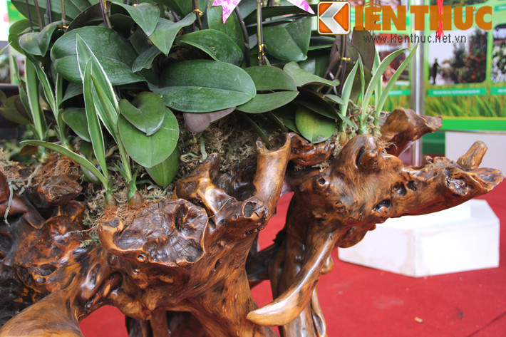 Anh Hoàng Minh Trí (một người chơi cây cảnh lâu năm tại Hà Nội) chia sẻ khi ngắm nhìn những kệ lan gỗ lũa: "Chơi cây, chơi hoa có rất nhiều điểm khá cầu kỳ. Hoa đẹp là một phần, chọn được kệ gỗ, chậu đẹp, hình dáng lạ mắt, thậm chí cổ quái thì cả bộ sẽ càng giá trị. Những kệ gỗ lũa có kiểu dáng cầu kỳ, thế đẹp bao giờ cũng đắt, thậm chí có những kệ đắt hơn cả tiền hoa, tiền cây. Mỗi tác phẩm đẹp xấu đều phụ thuộc vào con mắt thẩm mỹ và sự sáng tạo, kỹ thuật của người trồng".