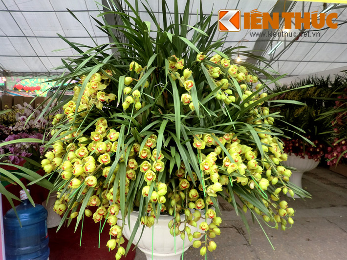 Một chậu lan "khủng" đẹp mắt chơi Tết.
