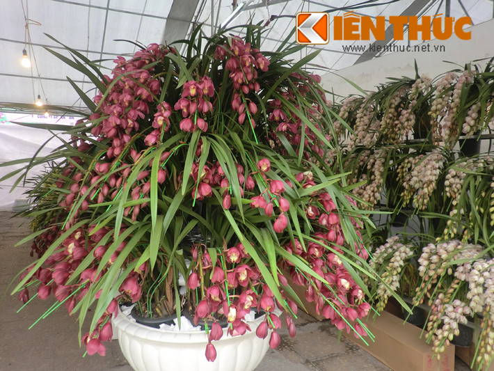 Bên cạnh những kệ gỗ lũa ghép lan đẹp mắt, tại hội chợ, nhiều dòng địa lan, lan Sapa, lan tai trâu được bày bán khá nhiều. Trung bình, mỗi chậu địa lan có giá từ 10 - 20 triệu đồng.