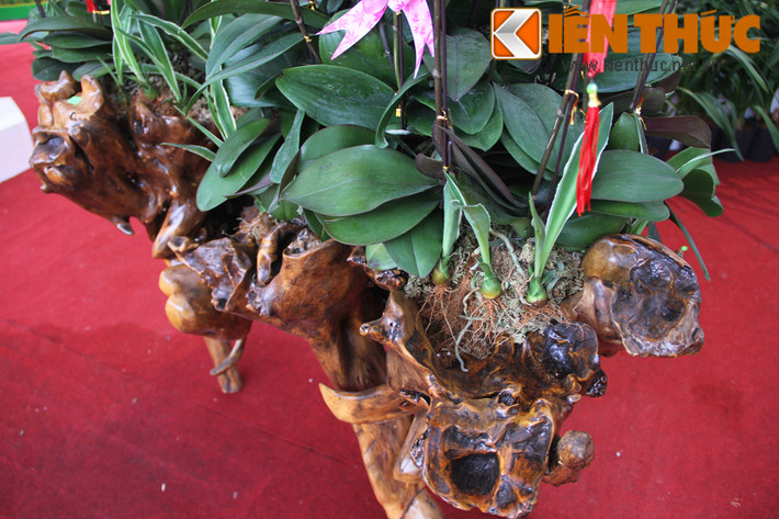 Kệ gỗ lũa chất gì, lũa trên cạn hay dưới nước, thế dáng ra sao đều phải do con mắt chọn lựa tinh tường của người chơi cây cảnh, làm sao khi ghép hoa lan lên kệ, tổng thể hài hòa, cân đối - anh Trí cho biết thêm.